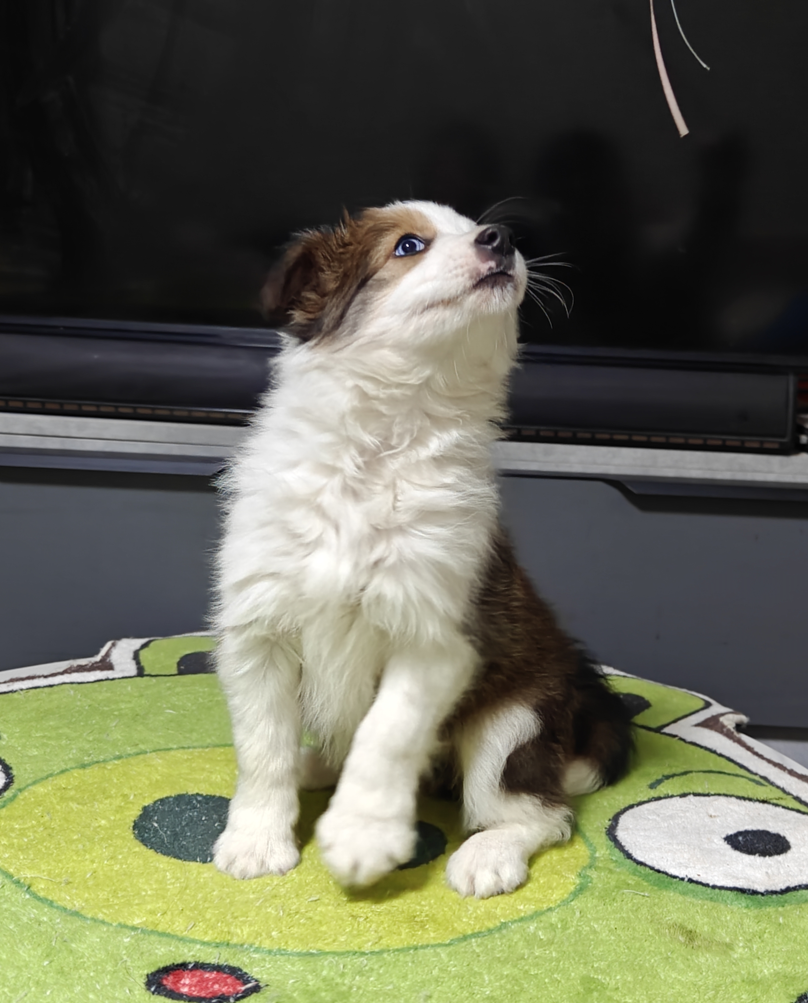 稀有金貂色边牧妹妹